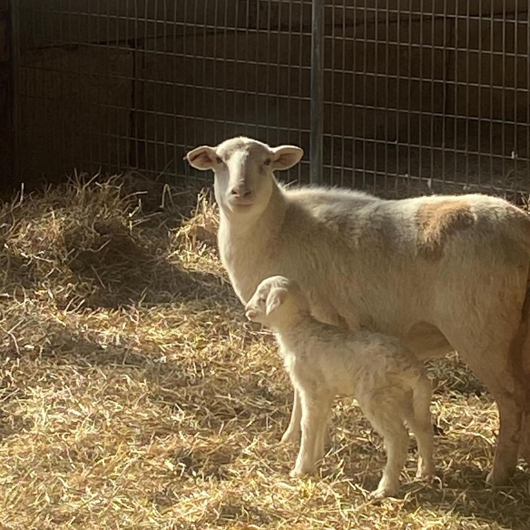 More from Double Brook Farm