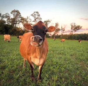 Sugar Maple Jerseys’ Farm