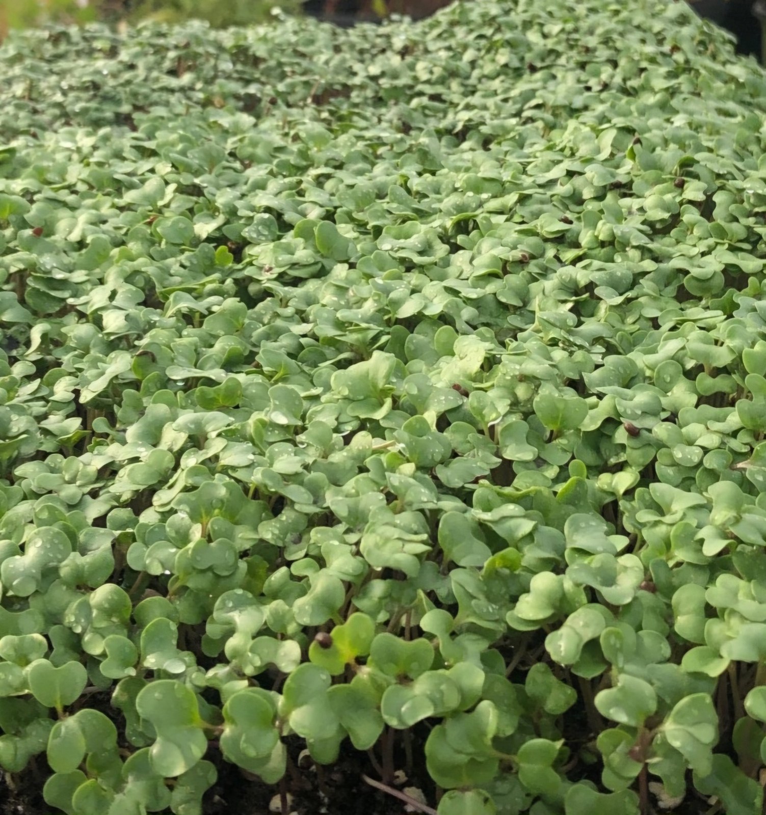 Breni Farm